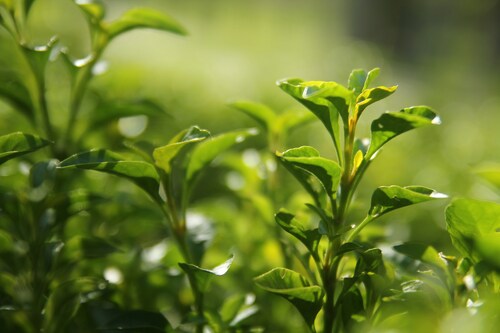 How Powdered Green Tea Can Boost Your Wellness